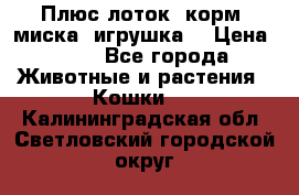 Плюс лоток, корм, миска, игрушка. › Цена ­ 50 - Все города Животные и растения » Кошки   . Калининградская обл.,Светловский городской округ 